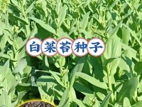 大白菜8.1分区教程（详细讲解大白菜8.1分区工具使用方法，帮助您合理规划硬盘空间）